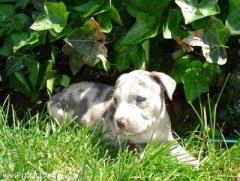 Brookside Kennels - Blue Merle Pup
