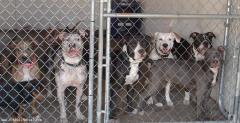 Brookside Kennels - Group Photo 01