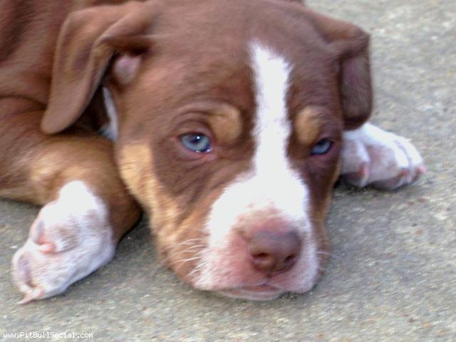Chocolate Tri Color Pitbull Puppies For Sale Jack & Boudi's..'Choc. Tri.' colored female pup.. » Pit Bull Social