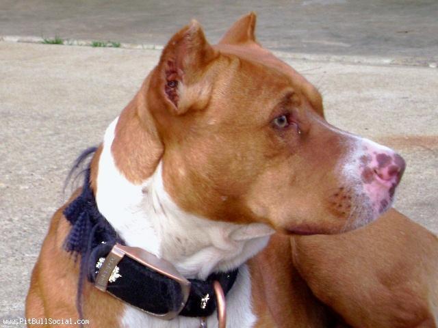 pink nose pit