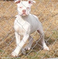 Charm Citi Kennels&#039; &quot;Winter Isis&quot; CKC, ADBA, and APBR