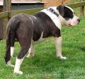 &#039;PR&#039;UKC/ABKCE XTREME BULLY RE MALE UP FOR STUD