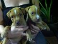 Red Nose Pit Bull Pups