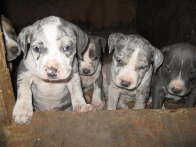 blue merle pitbull for sale