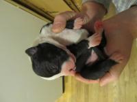 Black and White Pit Bull Pup