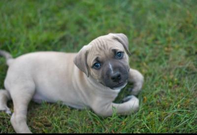 buckskin pitbull puppies