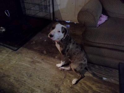 Your adult female pitbulls for sale necessary words Words... can adult female pitbulls for sale advise you