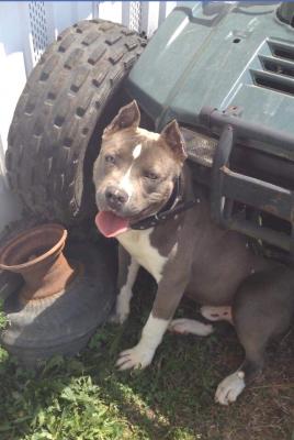 colby pitbull puppies for sale 2 apbr registerd razors edge colby pitbull puppies for sale 187 pit bull social colby pitbull puppies for sale 2 apbr registerd razors edge colby pitbull puppies for sale 187 pit bull social