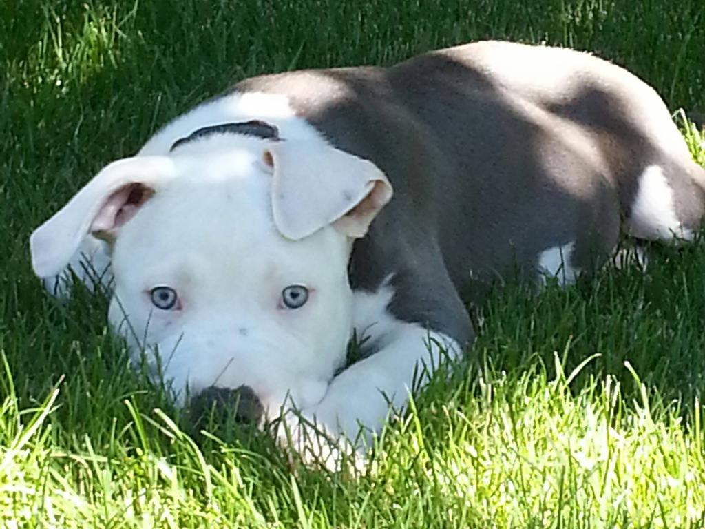 Max