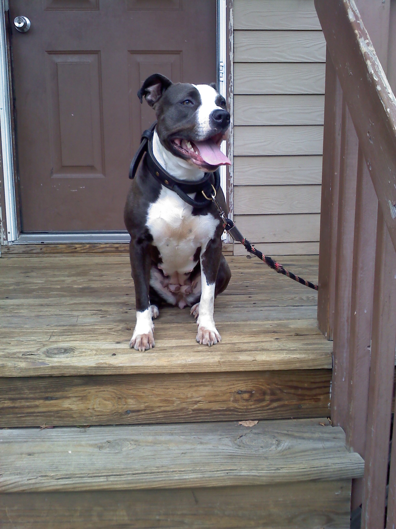 JAYDA JAYDA NSMOKE HECTOR TORRES Pit Bull Social Pit Bull