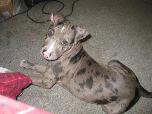 merle pitbull puppies for sale ckc blue merle pup for sale 187 pit bull social pit bull social networking merle pitbull puppies for sale ckc blue merle pup for sale 187 pit bull social pit bull social networking
