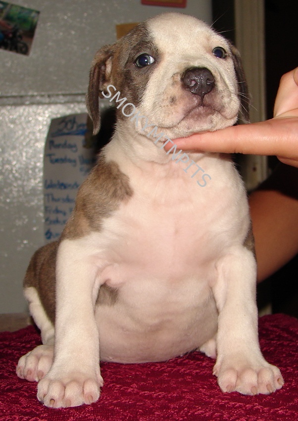 piebald pitbull