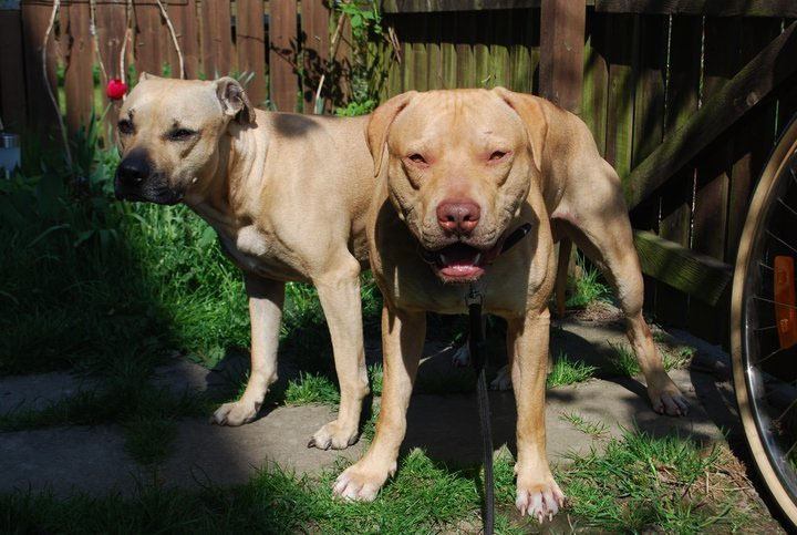 yellow john pitbull kennels