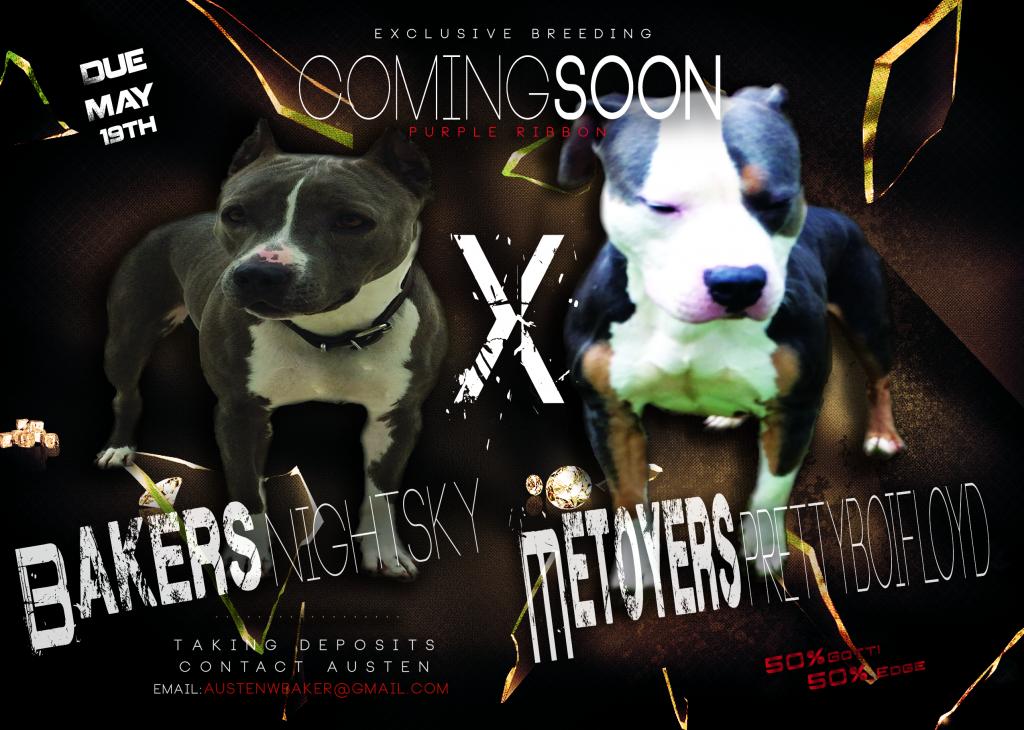 Floyd and Sky Upcoming Litter