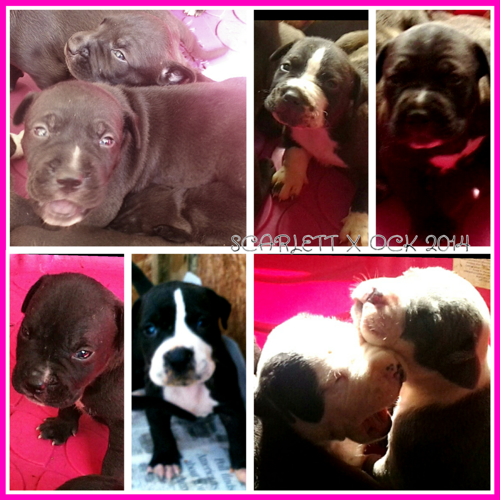 Photo Collage Maker_6EpCwY