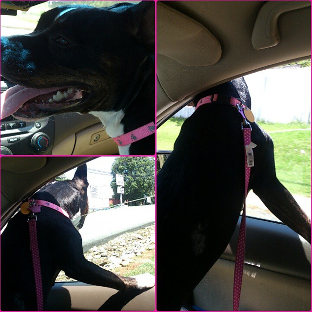 jessie pic3