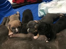 nurseing pup