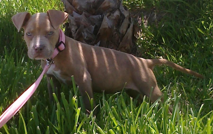 pit bull legality Attacked by two pit bulls--wwyd so no need for damning legality regardless they adopted a 2nd pit bull this one. pit bull legality Attacked by two pit bulls--wwyd so no need for damning legality regardless they adopted a 2nd pit bull this one.