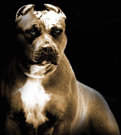 Pit Bull Social Pit Bull Pit Bull Social Pit Bull