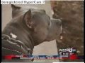 Pitbull Saves Woman In Domestic Fight