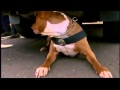 Shaka the Pitbull Police Dog