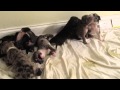 Merle Pit Bull Puppies at play