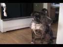 Camo APBR Service Dog Training