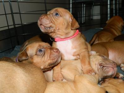 pure pitbull puppies for sale