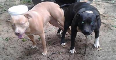 razor edge gotti pitbulls