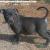 PR UKC Blue Nose Bully Pit Bulls FREE SHIPPING IN THE USA
