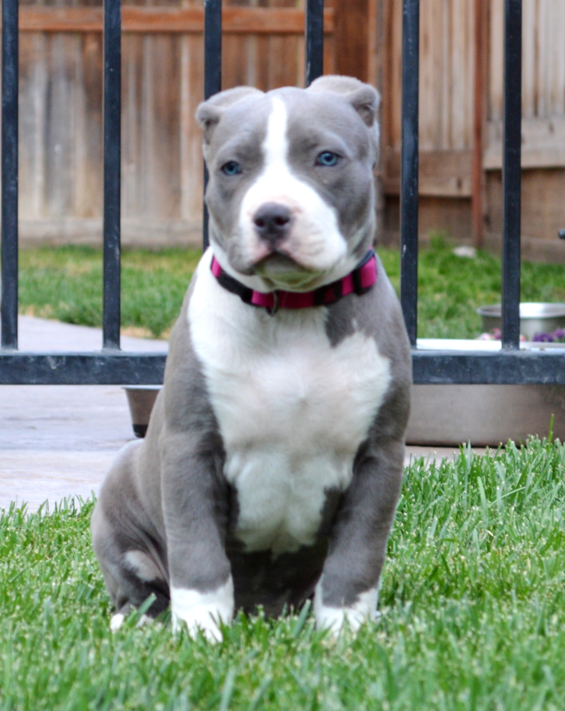 Delta Blue Kennels - Male - United States - California » Pit Bull Social -  Pit Bull Social Networking