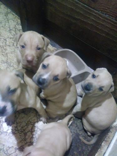 redboy jocko puppies for sale