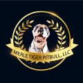 MERLE TIGER PITBULL, LLC KENNELS