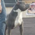 Delta Blue Kennels - Male - United States - California » Pit Bull Social -  Pit Bull Social Networking