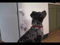 Camo Pit Bull Service Dog Open Refrigerator Training.wmv