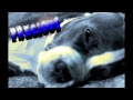 &quot;XL PITBULL&quot; BLUE SKY KENNEL - First Litter Intro to &quot;LytezOut - Quiet Like Us&quot;